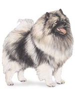 keeshond